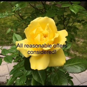 Of course I will consider any reasonable offer